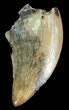 Serrated Theropod Tooth - Alberta (Disposition #-) #67626-1